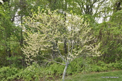 Cercis reniformis Texas White — photo 3